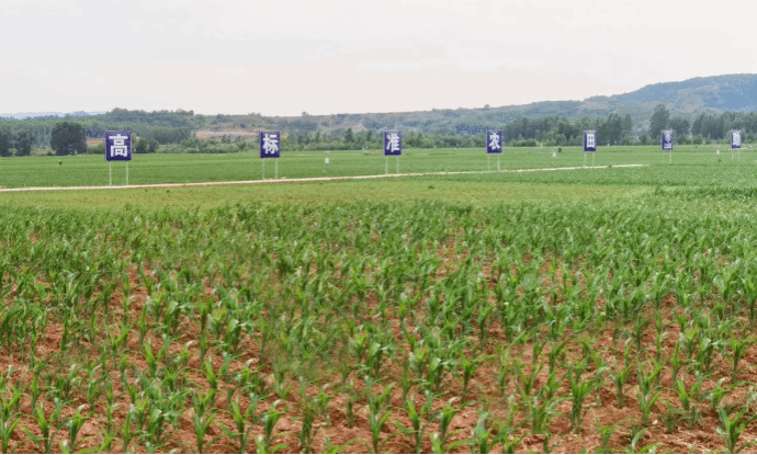 ɽ����Ͷ�������Ž���������ʱ�߱�׼ũ��